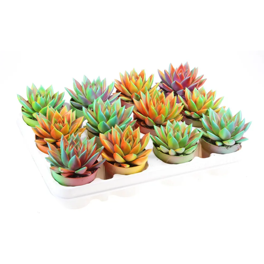 Фото Эхеверия крашеная микс ø8.5 h10 см