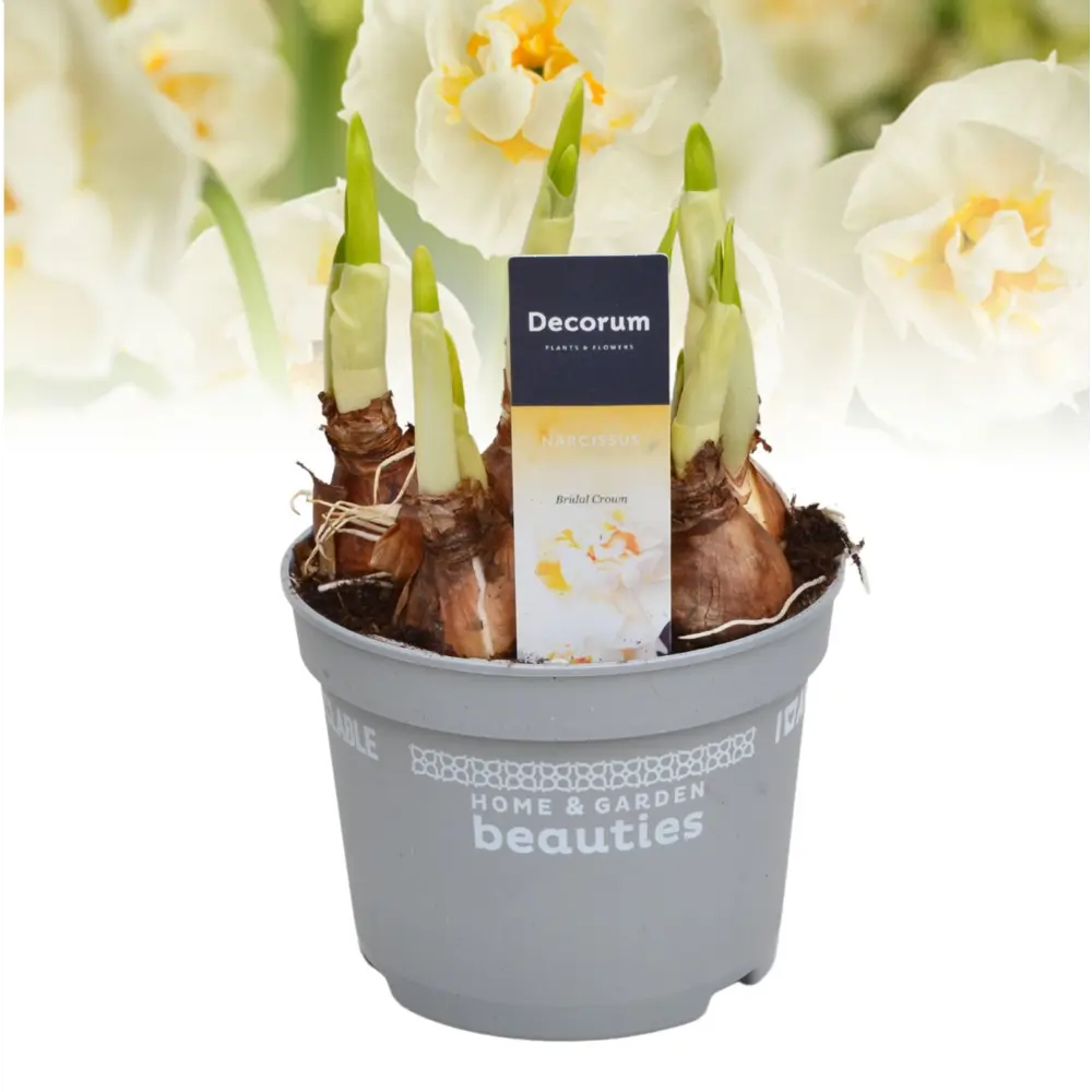 Фото Нарцисс Брайдл Краун ø12 h10 - 15 см