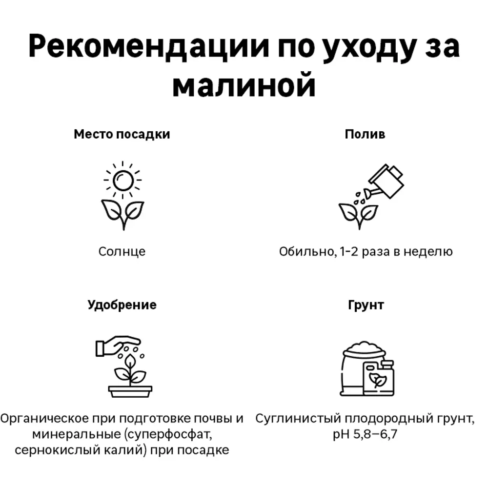 Фото 2 Малина «Брянское диво» C2 высота 60-80 см