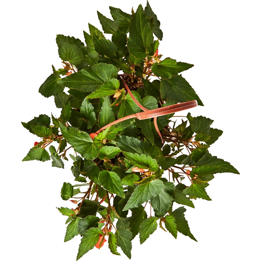 Фото 3 Бегония в кашпо ø21 h35 см