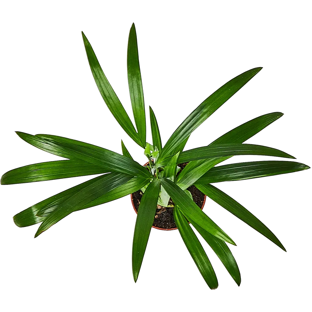 Фото 3 Арека Хризалидокарпус ø9 h25 см Фото 3 Арека Хризалидокарпус ø9 h25 см