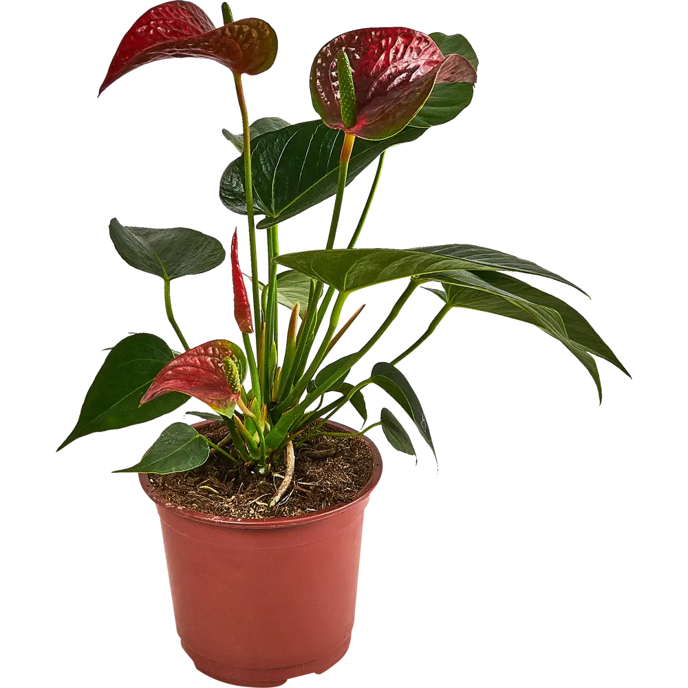 Фото Антуриум ø14 h50 см Фото Антуриум ø14 h50 см