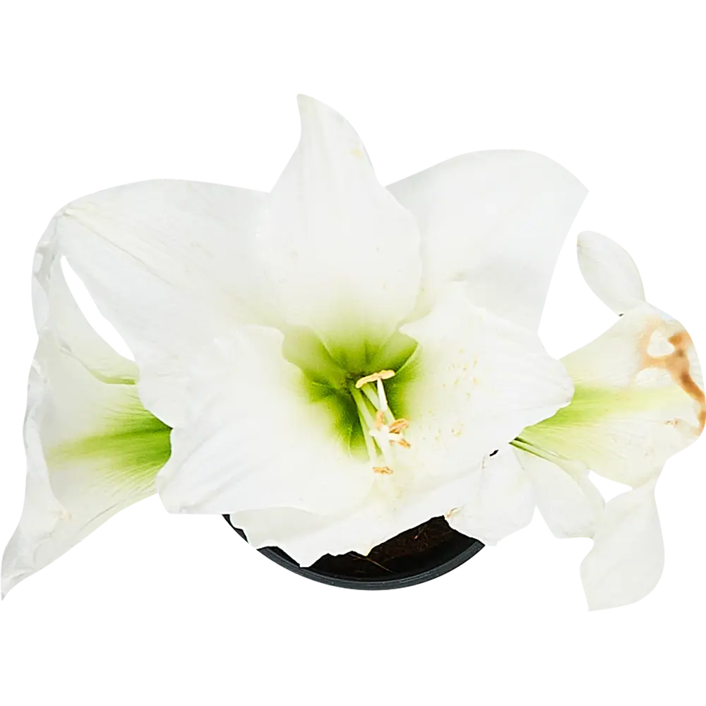 Фото 3 Гиппеаструм микс 1 ствол ø13 h35 см