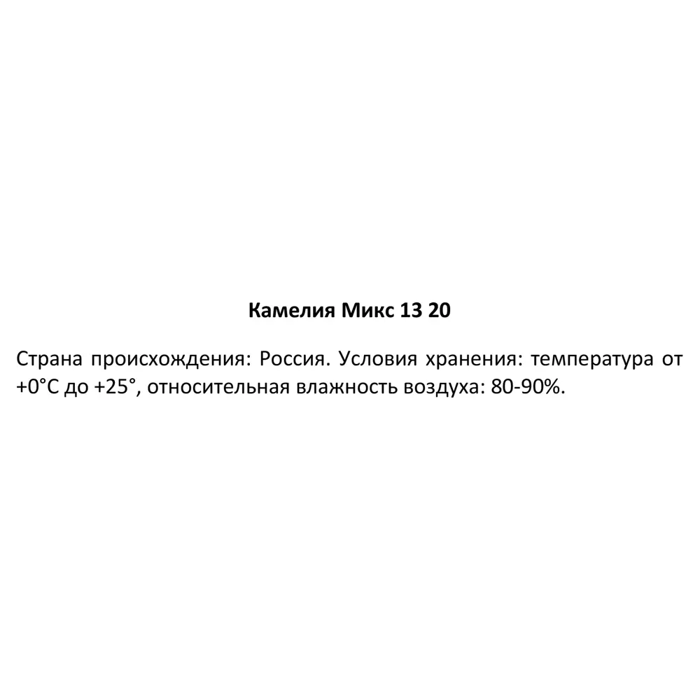 Фото 4 Камелия микс ø13 h20 см Фото 4 Камелия микс ø13 h20 см