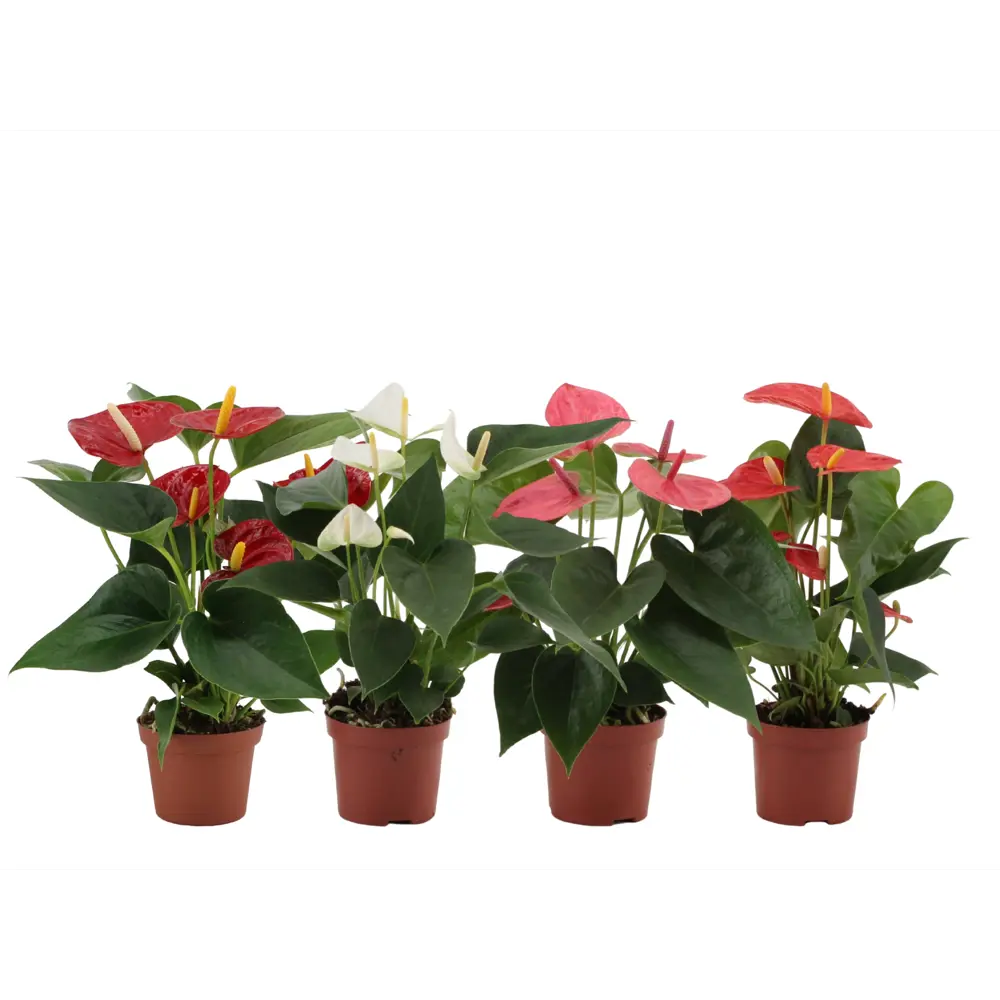 Фото Антуриум микс ø9 h35 см