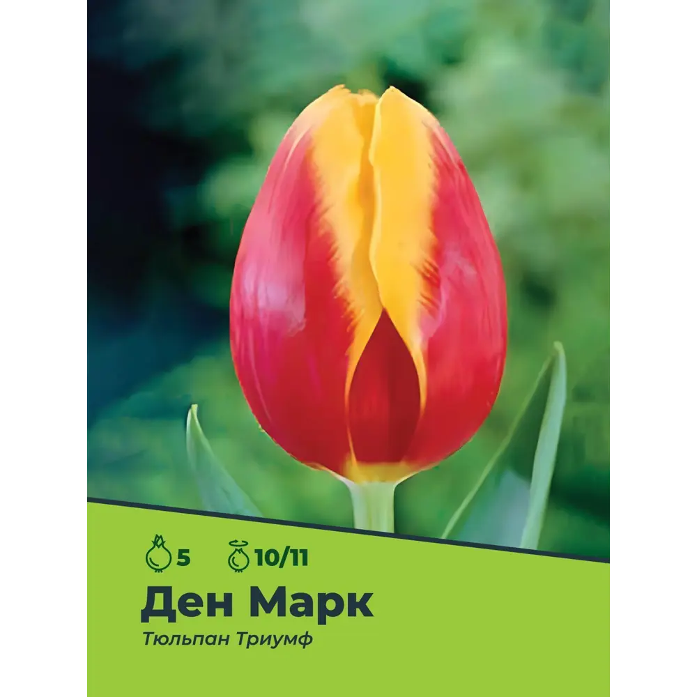 Фото Тюльпан Денмарк луковицы 10/11, 5 шт.