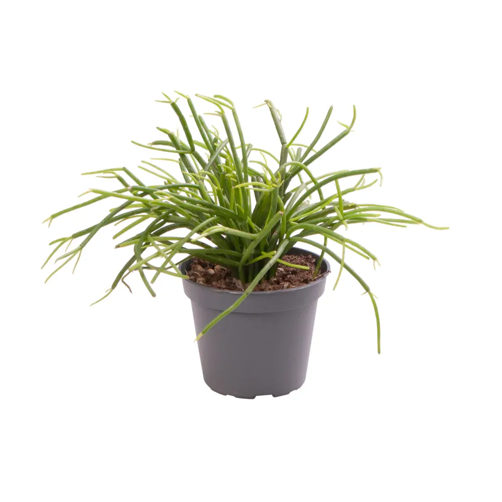 Фото Рипсалис Кассута ø6 h12 см Фото Рипсалис Кассута ø6 h12 см