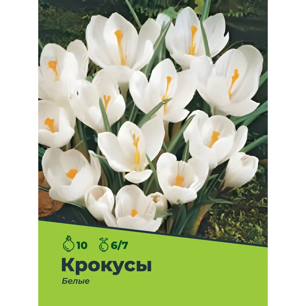 Фото Крокусы белые луковицы 6/7, 10 шт.