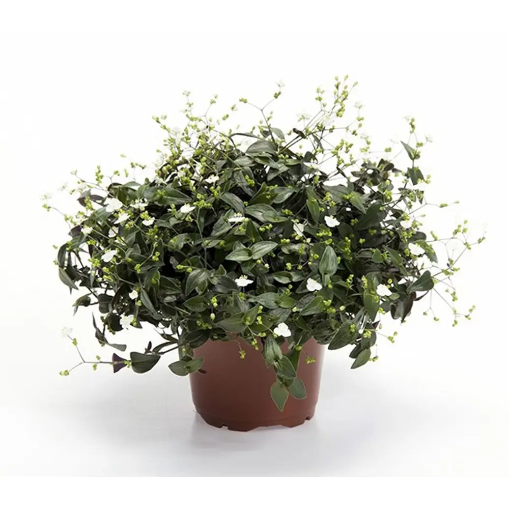 Фото Традесканция Приречная ø12 h25 см