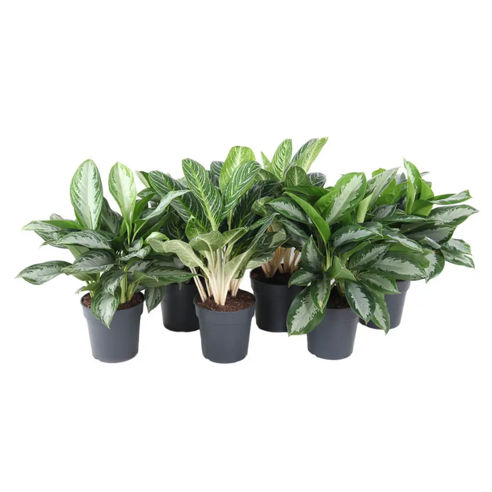 Фото Аглаонема микс ø24 h60 см