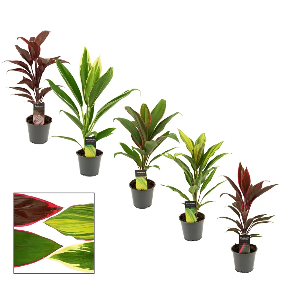 Фото Кордилина микс ø12 h35 см