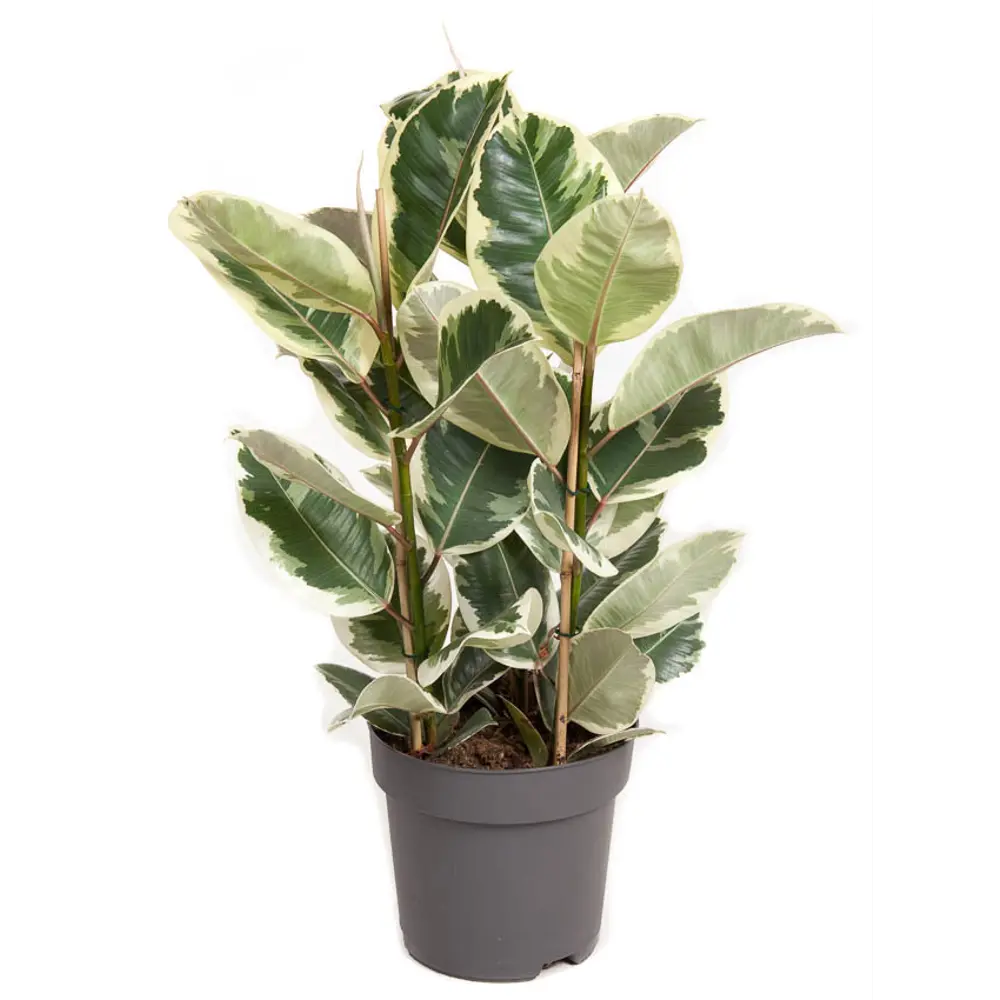 Фото Фикус Тинеке ø27 h100 см Фото Фикус Тинеке ø27 h100 см