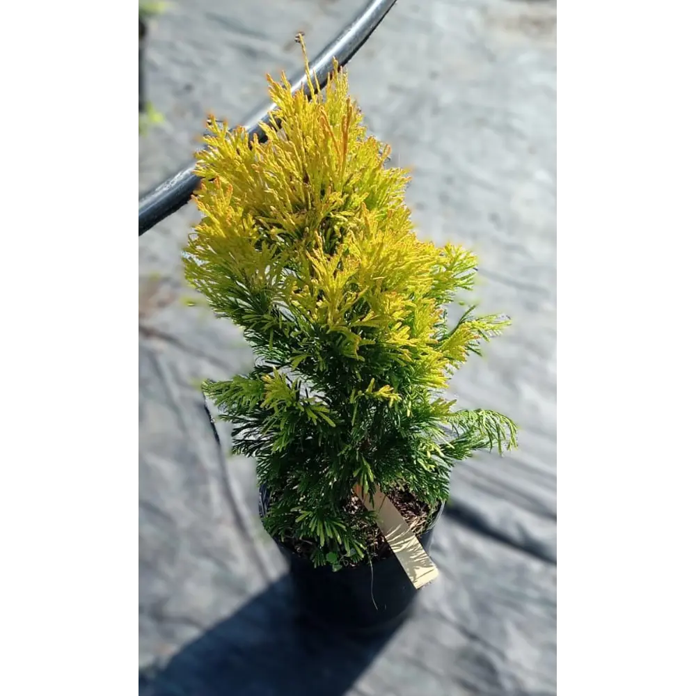 Фото Туя Форевер Голд ø19 h20 - 30 см