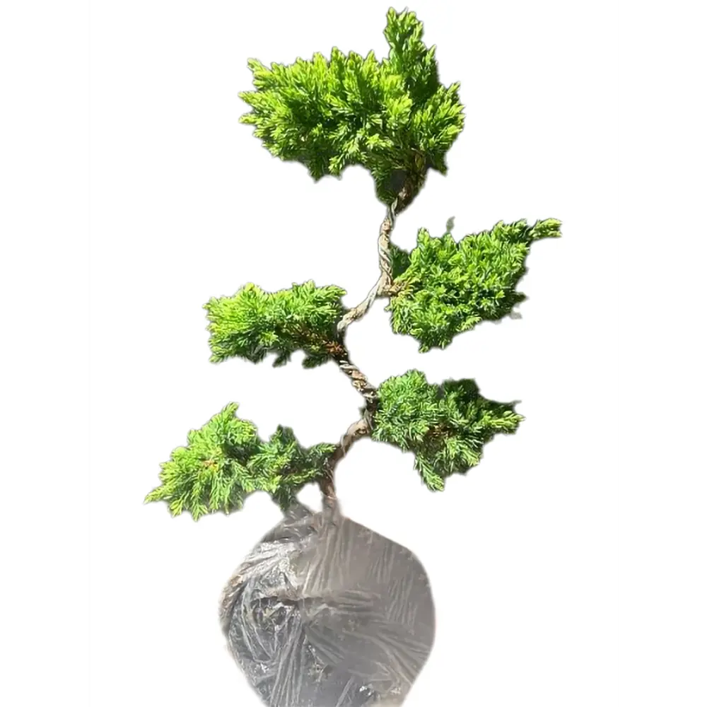 Фото Можжевельник Бонсай ø18 h40 см