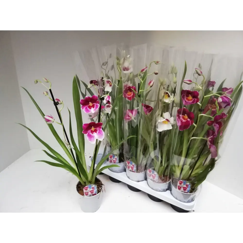 Фото Орхидея Мильтония ø12 h40 см