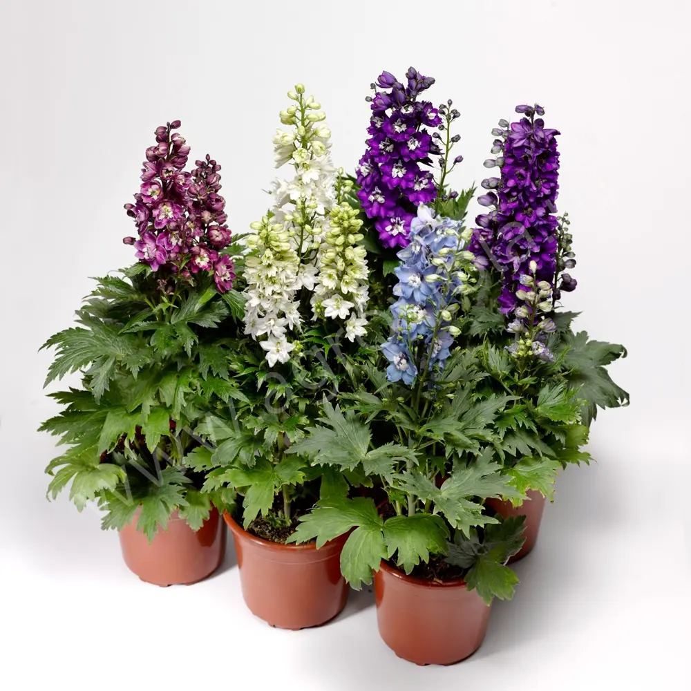 Фото Дельфиниум садовый микс