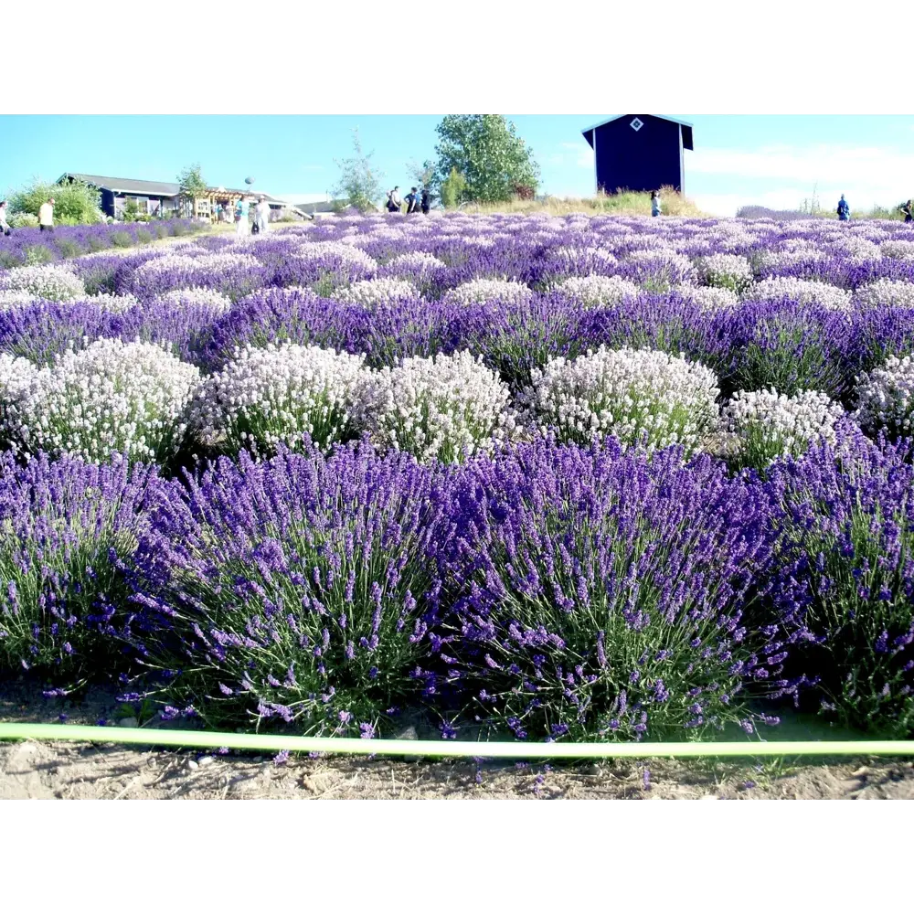 Фото Лаванда узколистная микс