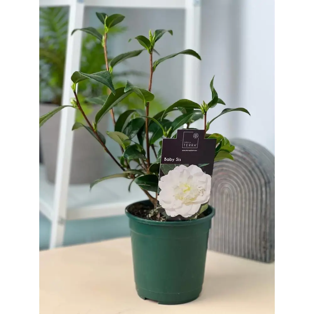 Фото Камелия японская белая ø9 h200 см