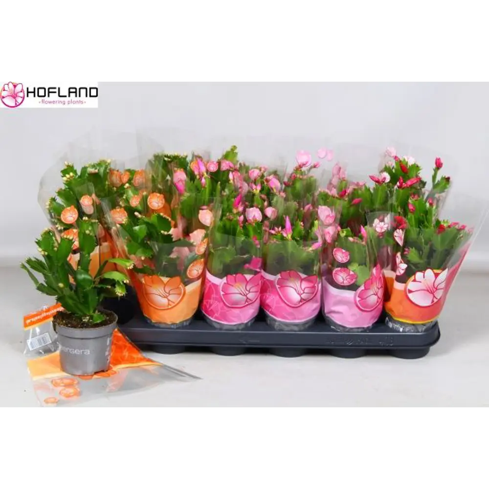 Фото Шлюмбергера Декабрист ø9 h20 см