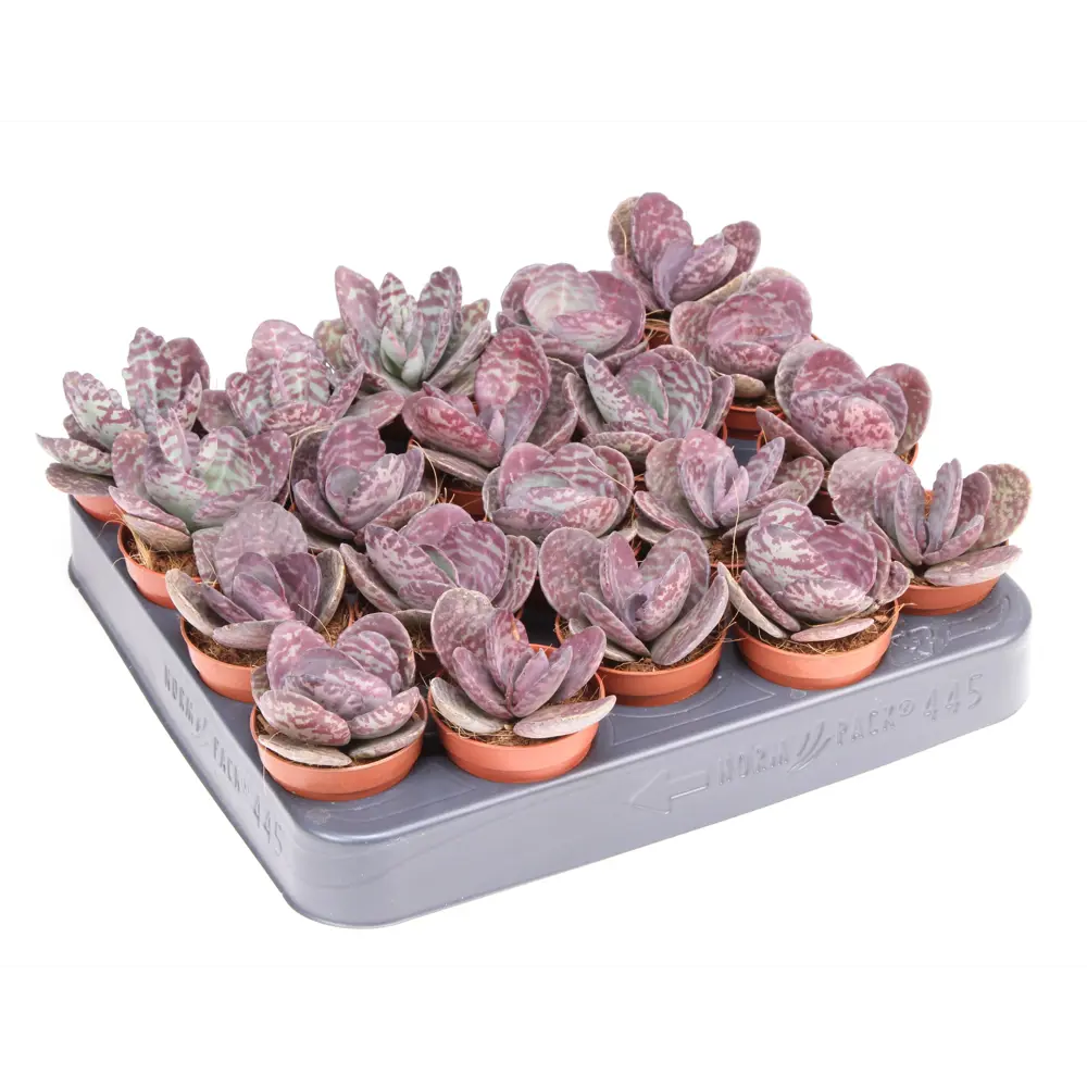 Фото Каланхоэ Хьюмилис Зебра ø5.5 h5 см