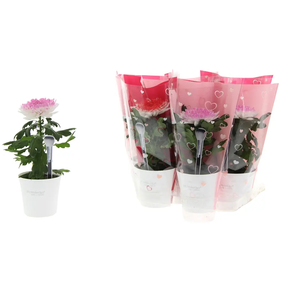 Фото Хризантема Супернова белая ø10.5 h30 см