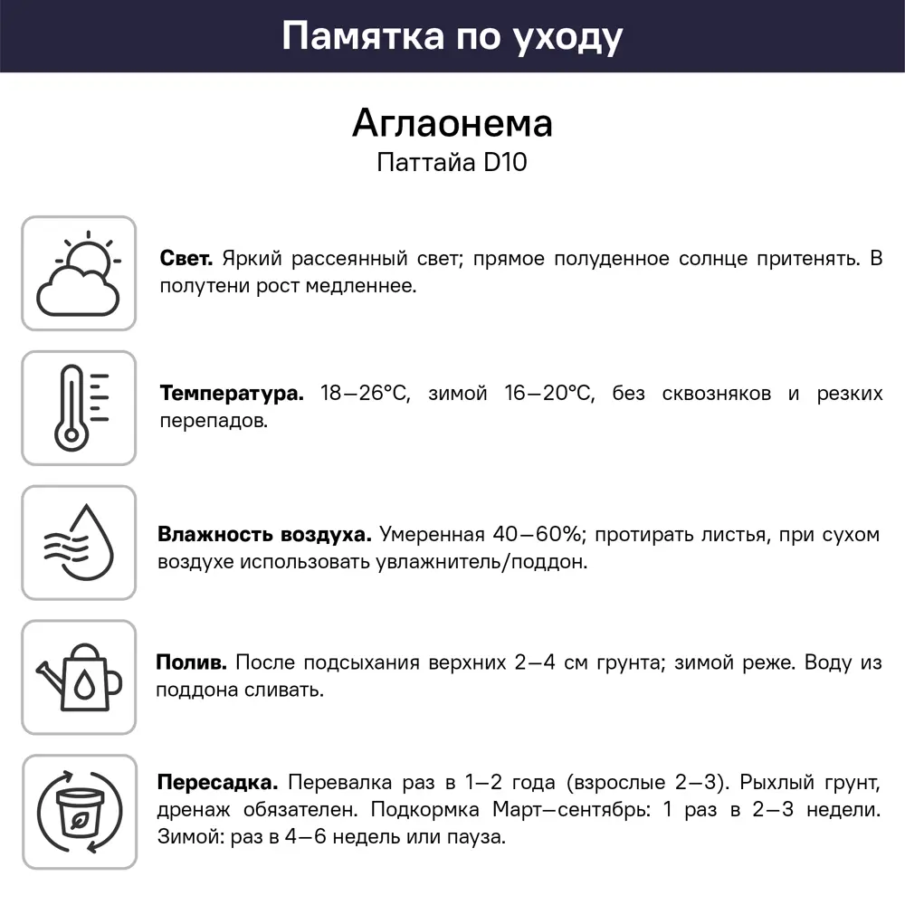 Фото 5 Аглаонема Паттайя ø10 h30 см