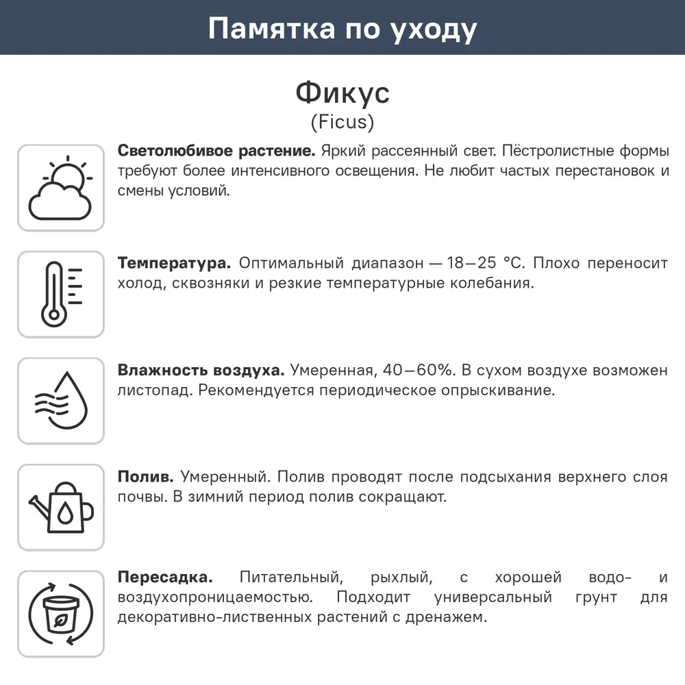 Фото 2 Фикус Бенджамина Твайлайт ø21 h105 см