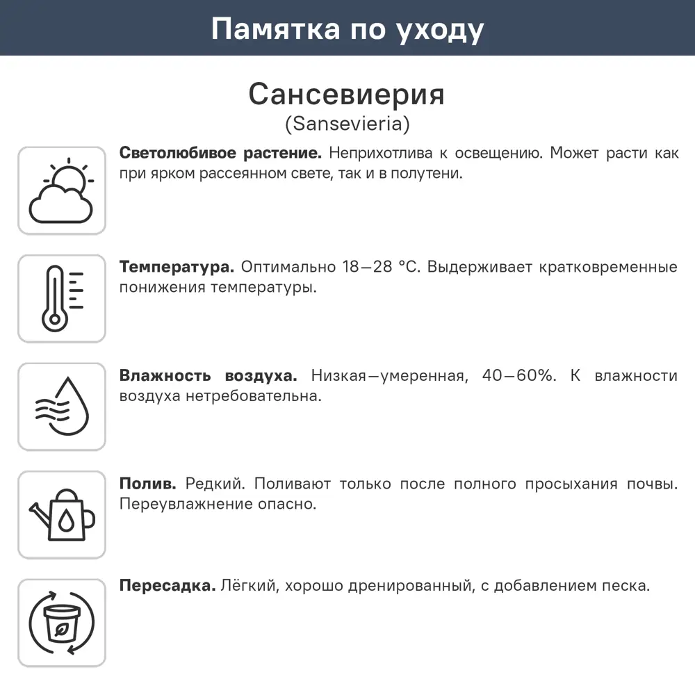 Фото 2 Сансивиерия Суперба ø9 h25 см Фото 2 Сансивиерия Суперба ø9 h25 см