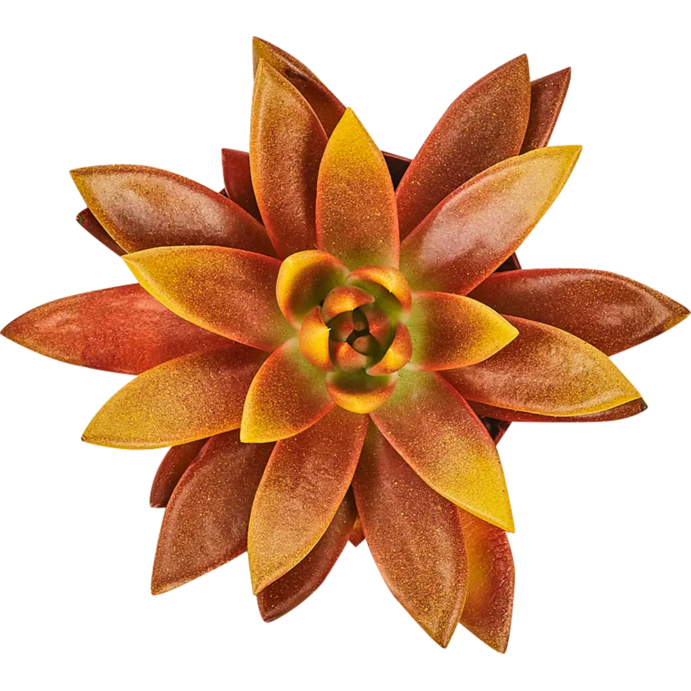 Фото 2 Эхеверия Миранда Рэйнбоу микс ø8.5 h9 см