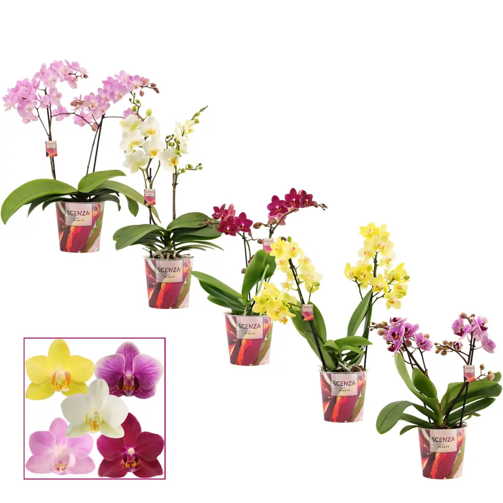 Фото Орхидея Фаленопсис 2 ветки ø12 h40 см