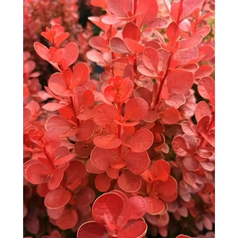 Фото Барбарис Тунберга Вулкано ø9 h10 см