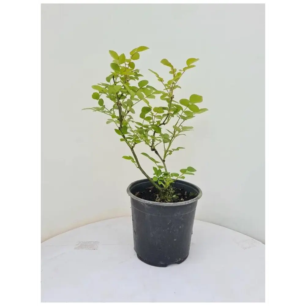 Фото Роза ø15 h15 см