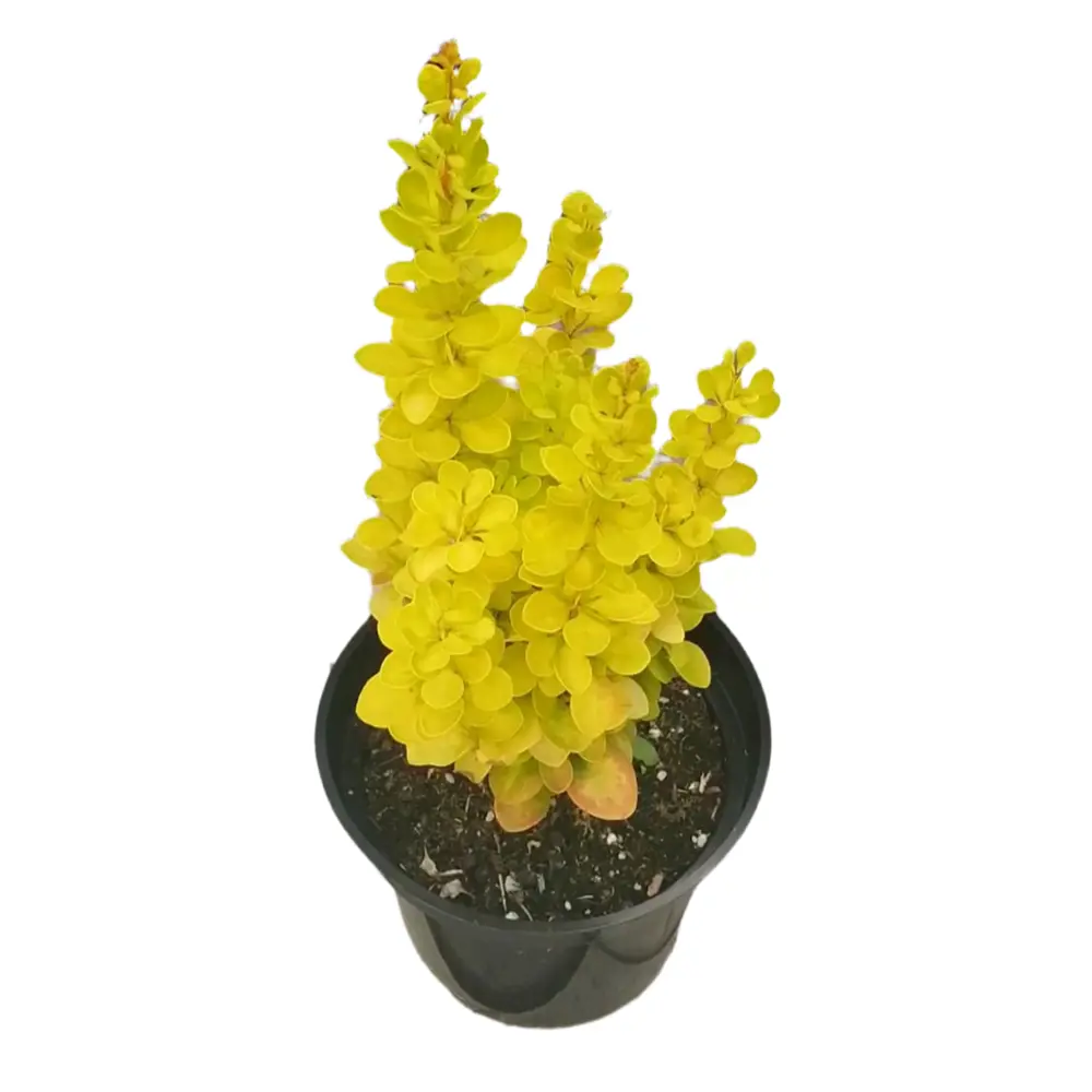 Фото Барбарис Тунберга Еллоу Берд ø20 h50 см Фото Барбарис Тунберга Еллоу Берд ø20 h50 см