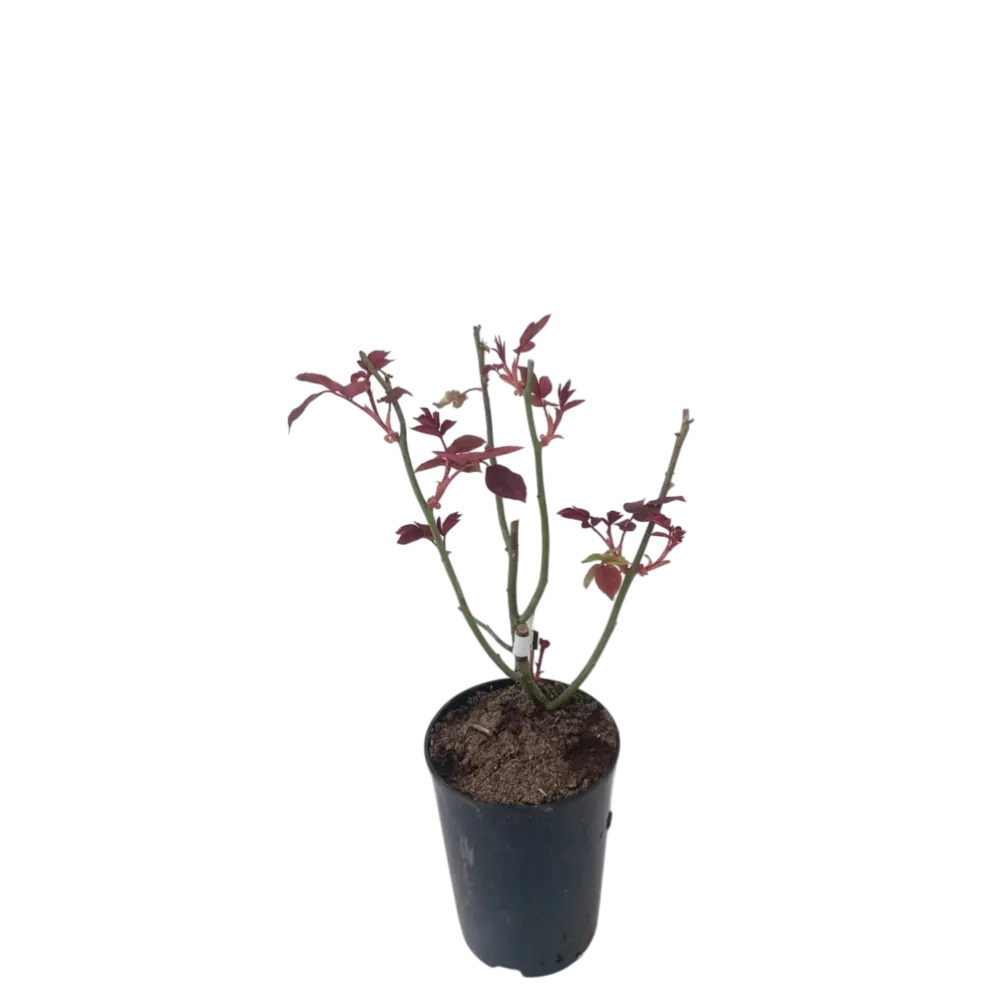 Фото Роза Лимон Помпон ø15 h30 - 40 см