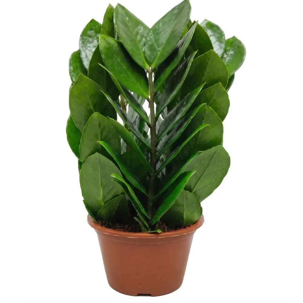 Фото Замиокулькас Пирамида ø14 h38 см