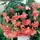 Бегония «cascade Pink», 4х5 см Бегония «cascade Pink», 4х5 см