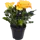 Роза