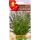 Семена Иссоп лекарственный голубой, 0.1 г