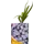 Традесканция Литтл Долл