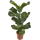 Фикус Лирата ø17 h65 см