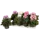 Пеларгония королевская 13x30 см