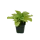 Хоста микс С2