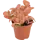 Фиттония микс 8.5x10 см