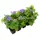 Агератум микс 13x15 см Агератум микс 13x15 см