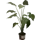 Алоказия Кукуллата 12x50 см Алоказия Кукуллата 12x50 см