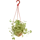 Пеперомия лазящая d16 h25