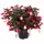 Фуксия ø12 h25 см Фуксия ø12 h25 см