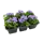 Баклажан микс ø12 h20 см