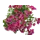 Циния микс h25 см 4 шт