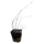Голубика Дюк ø12 h50 - 60 см